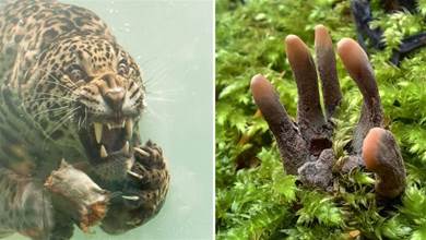 27張罕見的照片，美洲虎在水下捕食獵物 ，這表情太猙獰了
