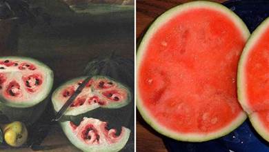 水果未被改良前什麼樣？一組圖片告訴你，圖一是400年前的西瓜