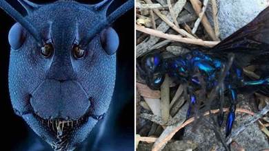 29張罕見的照片，在後院發現的巨大深藍色蒼蠅，還以為是見到精靈了！