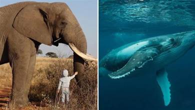 世界上最大的生命體是什麼？不是大象和鯨魚，占地近9平方公里，現在仍在瘋狂生長