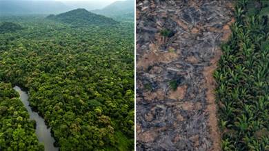 專家警告！亞馬遜雨林5年內或成大草原，人類災難性的一幕上演？