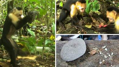 巴拿馬猴已經學會石器生活，引科學界擔憂：地球會出現第二文明？