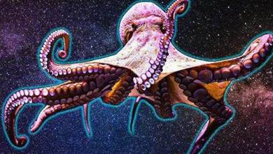 章魚來自太空？新研究稱章魚或于5億年前來到地球，基因或被改變
