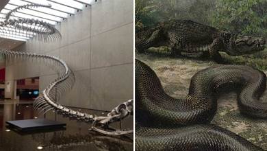 5800萬年前地球的一次高燒，孕育出世上最大的蛇，以巨鱷為食