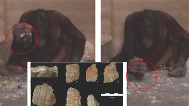 【最新研究】猩猩正進入石器時代？科學家首次發現猩猩能製造「石器」並進行切割的行為