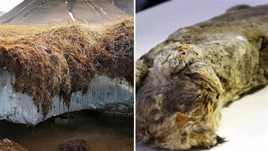 我們真的要警惕了：西伯利亞凍土層融化，發現5種史前生物遺骸