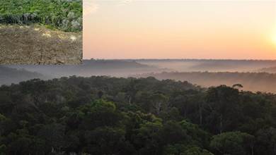 科學家警告：亞馬遜雨林正達到「臨界點」，幾十年內將變成大草原