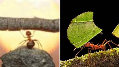 在某種意義上來講，地球上進化得最完美的生物是螞蟻，沒有之一