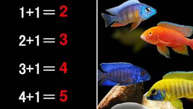 科學家發現魚也會數學運算，能完成5以內加減，別小看動物的智慧