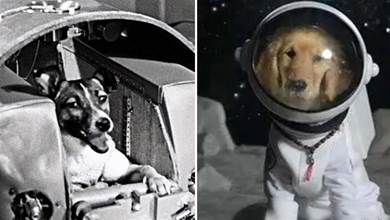 第一個進入太空的其實不是人類，而是一只狗