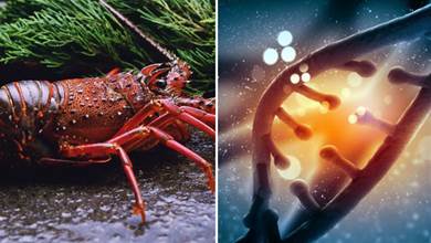 人類可能會實現永生？科學家破解生命密碼，答案在龍蝦身上？