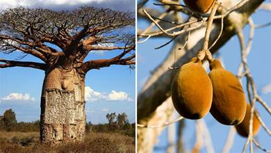 非洲「千年古樹」猴面包樹，供人們吃喝住，為什麼活不過21世紀？
