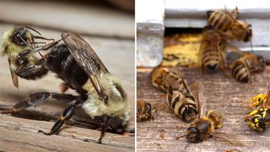 為什麼與蜂王交尾的雄蜂都會很快死亡？如果沒有陣亡，雄蜂會更慘