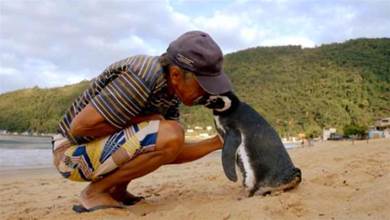 一只知恩圖報的企鵝，每年游8千公里，只為看望恩人