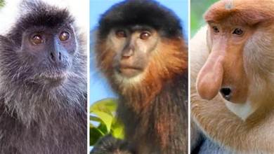 生殖隔離失效？婆羅洲「神秘猴」系雜交種！科學家為何感到擔憂？