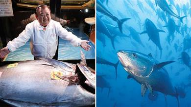 一條278公斤的金槍魚，能賣2100萬？金槍魚中的「愛馬仕」為何這麼貴？