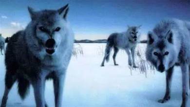 當狼像狗一樣被養大時會發生什麼，把狗放在野外又會發生什麼？