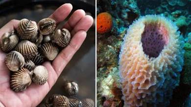 海洋生物能抵御數百萬病毒，螃蟹、蛤蜊和海綿是優秀防御者