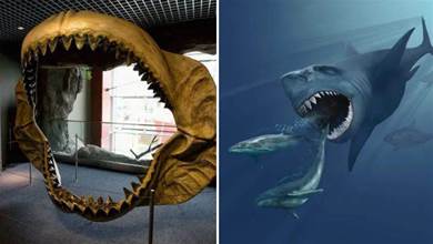 咬合力超18萬牛頓，一生要換掉4萬顆牙齒，史前巨齒鯊有多兇猛？