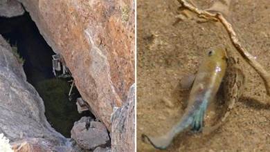 死亡谷中的魔鬼洞，生存著魔鳉，存活超過6萬年，如今瀕臨滅絕