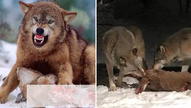 為什麼狼喜歡殺死同類？狼行為學專家潛入狼群13年，揭開狼群秘密