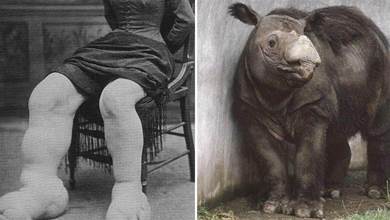 21張罕見圖看世界，全世界體型最小的犀牛，美國馬戲團里的紅人「大腳夫人」