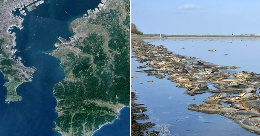 地震火山要爆發了嗎？日本一湖泊驚現大量死魚：離東京不到60千米