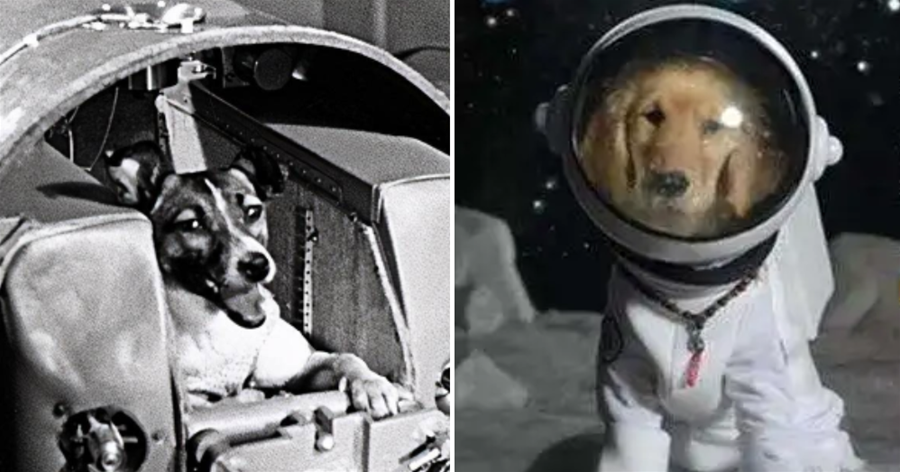 第一個進入太空的其實不是人類，而是一只狗