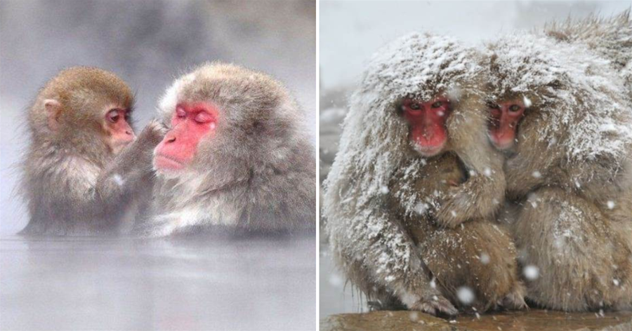 日本著名旅游景點，和人一起泡溫泉的雪猴，地位不夠只能被凍死