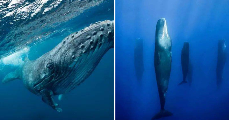 下海5000多萬年，完全適應海洋環境，鯨魚為何還沒有進化出鰓？