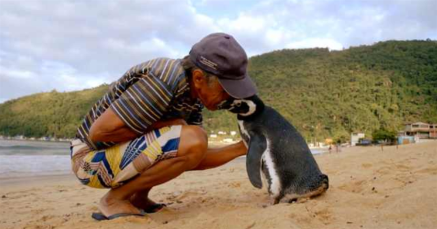 一只知恩圖報的企鵝，每年游8千公里，只為看望恩人