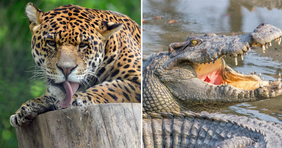 亞馬遜雨林「古惑仔」，豹子和鱷魚都不敢招惹，它們究竟是什麼？