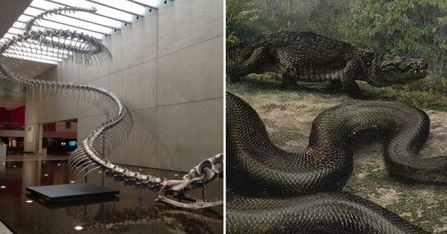 5800萬年前地球的一次高燒，孕育出世上最大的蛇，以巨鱷為食