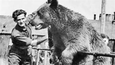 戰鬥英「熊」！一隻棕熊參加二戰，幫助士兵搬運炮彈，經常向士兵們要煙抽