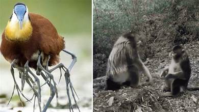 24張罕見的照片，2隻瀕臨滅絕的猴子太久沒見過同類，互相擁抱在一起，讓人淚目