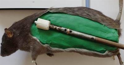 這個死老鼠不能燒，二戰英國特種武器之老鼠炸彈
