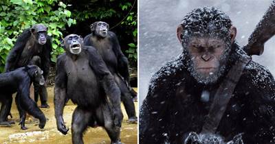 西非60只黑猩猩佔領6個荒島，人類不敢上去，現實版猩球崛起？