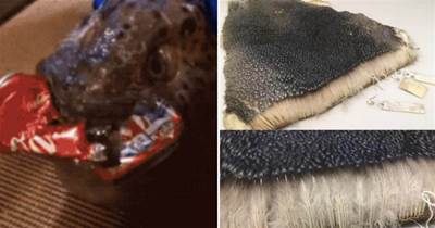 20張活久未見的照片，狼魚被砍下頭仍然能咬碎可樂罐，難以置信