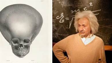 比愛因斯坦還聰明的生物，腦容量無人能比，滅絕原因撲朔迷離