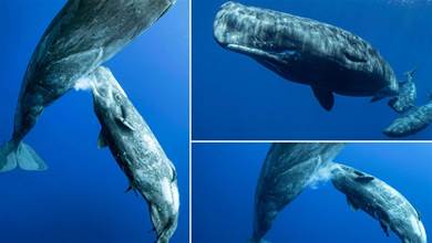為什麼鯨魚在海洋中，沒有進化出魚鰓？進化過程中做出艱難的取舍