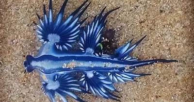 不祥之兆？美國一海灘上發現劇毒「藍龍」，專家：它本不該出現