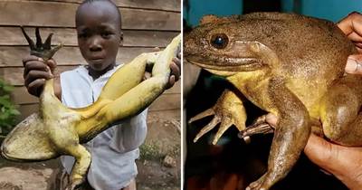 非洲巨蛙長約1米，蝌蚪有鵝蛋那麼大，如今被非洲人吃到快滅絕了