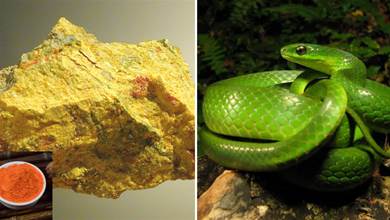 蛇最怕什麼？兩場實驗證明：蛇真的不怕雄黃粉，專家說明了原因