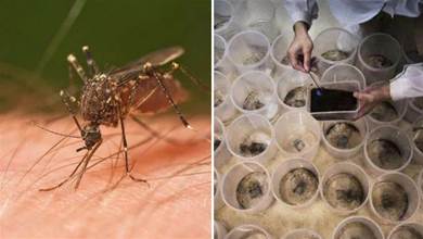 蚊子在地球上有什麼用，為什麼不通過基因手段將其全部消滅？