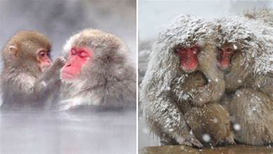 日本著名旅游景點，和人一起泡溫泉的雪猴，地位不夠只能被凍死