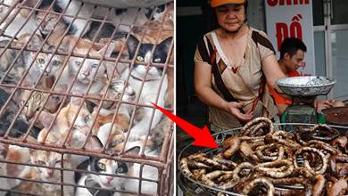 吃貓上癮！越南人每年消耗400萬只貓，罪魁禍首竟是美國