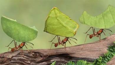 從某種意義上來講，螞蟻是地球上進化得最完美的生物，沒有之一