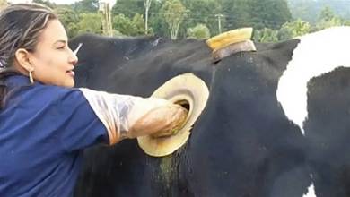 為什麼有些牛身上被開了洞，還有人經常伸手進去掏，牛有感覺嗎？