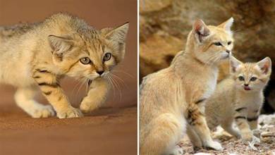 捕蛇成功率80%的沙漠貓，為什麼能憑借吃毒蛇，可以30天不喝水？