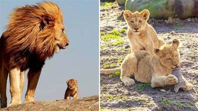 獅王如何對待自己的女兒？不擔心近親繁殖的問題嗎？